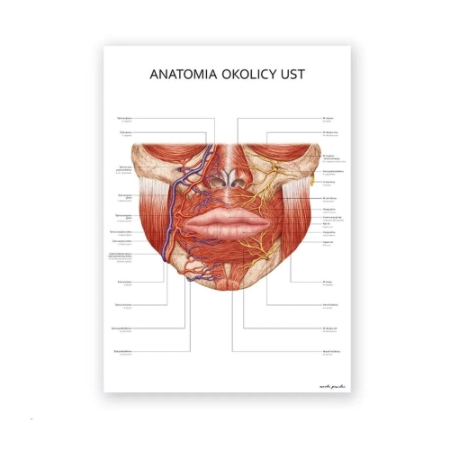 anatomia-okolicy-ust.jpg