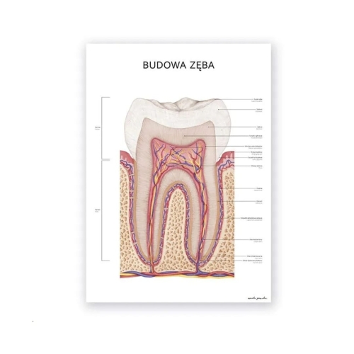 budowa-zeba.jpg