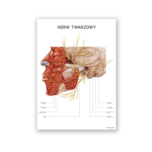 nerw-twarzowy.jpg