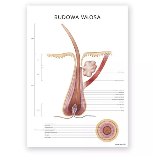 Plakat anatomiczny - Budowa włosa 1szt..png
