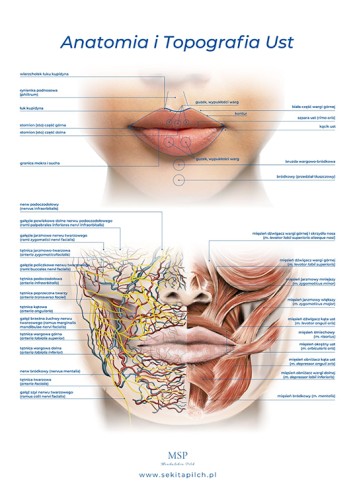 anatomia-i-topografia-ust-540x755.png