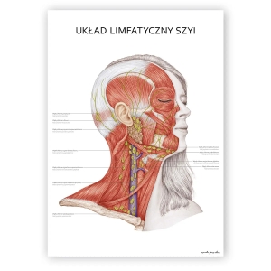 Plakat anatomiczny - Układ Limfatyczny Szyi 1szt.