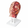model-anatomiczny-glowy-half-cross_4.jpg