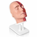 model-anatomiczny-glowy-half-cross_2.jpg