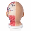model-anatomiczny-glowy-full-cross_3.jpg