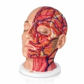 model-anatomiczny-glowy-full-cross_2.jpg