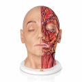 model-anatomiczny-glowy-full-cross_1.jpg
