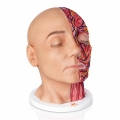 model-anatomiczny-glowy-full-cross_4.jpg